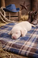 Mini Weiner, a female Miniature Dachshund for sale in Brighton, CO – Photo 5 of 7