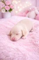 Mini Weiner, a female Miniature Dachshund for sale in Brighton, CO – Photo 1 of 7