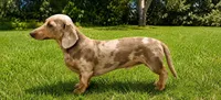 Dalton, a male Miniature Dachshund for sale in Brighton, CO – 5 of 6