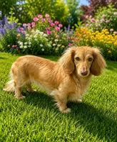 Dalton, a male Miniature Dachshund for sale in Brighton, CO – 6 of 6