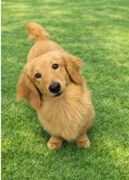 Roxie, a female Miniature Dachshund for sale in Brighton, CO – 2 of 2