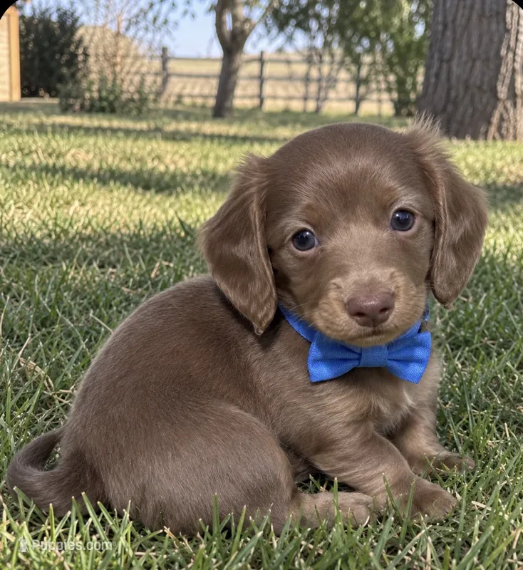 Dalton – Miniature Dachshund puppy for sale in Brighton, CO