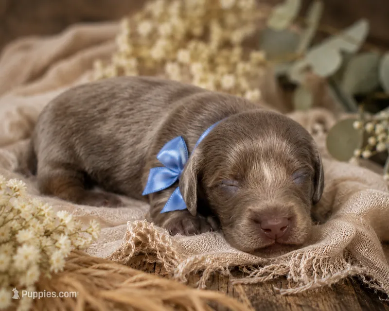 Daisy – Miniature Dachshund puppy for sale in Brighton, CO