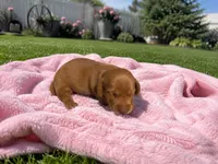 Dolly, a female Miniature Dachshund for sale in Brighton, CO – 3 of 3