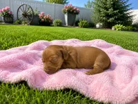 Dolly, a female Miniature Dachshund for sale in Brighton, CO – 2 of 3