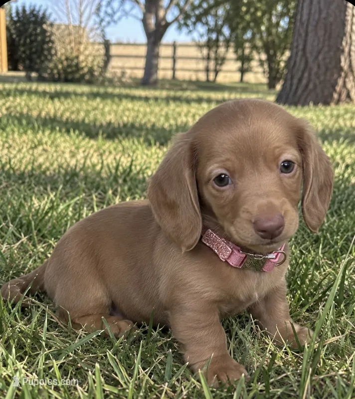 Dolly – Miniature Dachshund puppy for sale in Brighton, CO