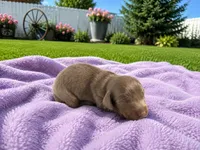 Daisy, a female Miniature Dachshund for sale in Brighton, CO – 2 of 3