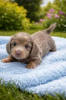 Daisy, a female Miniature Dachshund for sale in Brighton, CO – Photo 2 of 2