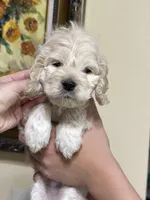 boy2, a male Cockapoo for sale in Seattle, WA – 2 of 4