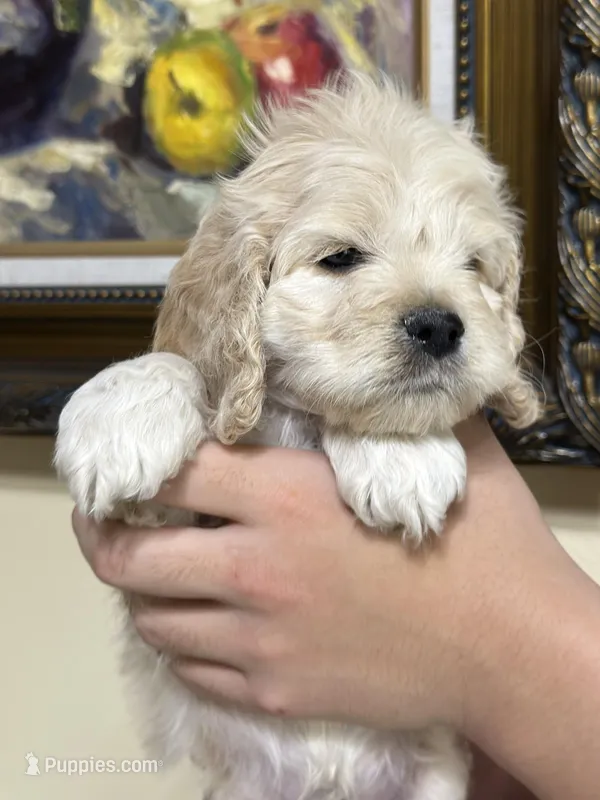 boy2 – Cockapoo puppy for sale in Seattle, WA