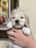 boy2, a male Cockapoo for sale in Seattle, WA – 3 of 4