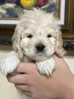 boy2, a male Cockapoo for sale in Seattle, WA – 4 of 4