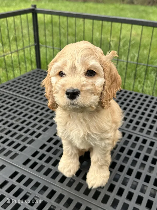 Boy1  – Cockapoo puppy for sale in Seattle, WA