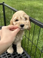 Boy1 , a male Cockapoo for sale in Seattle, WA – Photo 3 of 9