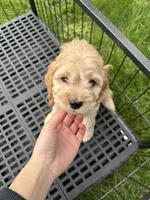 Boy1 , a male Cockapoo for sale in Seattle, WA – Photo 8 of 9