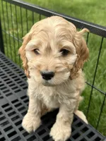 Boy1 , a male Cockapoo for sale in Seattle, WA – Photo 5 of 9