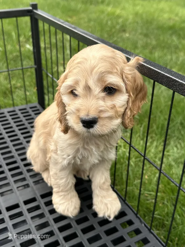 Boy1 , a male Cockapoo for sale in Seattle, WA – Photo 1 of 9