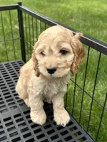Boy1 , a male Cockapoo for sale in Seattle, WA – Photo 1 of 9