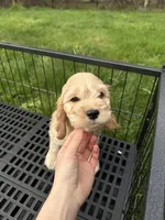 Boy1 , a male Cockapoo for sale in Seattle, WA – Photo 9 of 9