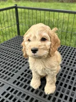 Boy1 , a male Cockapoo for sale in Seattle, WA – Photo 4 of 9