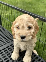 Boy1 , a male Cockapoo for sale in Seattle, WA – Photo 6 of 9