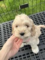 girl3, a female Cockapoo for sale in Seattle, WA – Photo 3 of 4