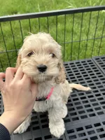 girl3, a female Cockapoo for sale in Seattle, WA – Photo 2 of 4