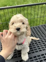 girl3, a female Cockapoo for sale in Seattle, WA – Photo 4 of 4