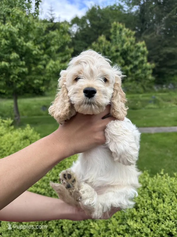 boy2 – Cockapoo puppy for sale in Seattle, WA