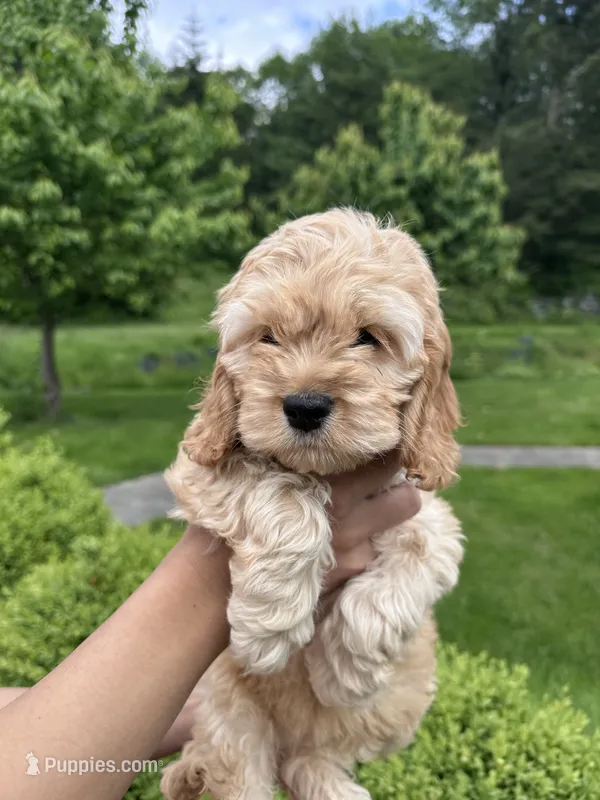 girl1 – Cockapoo puppy for sale in Seattle, WA