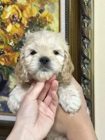 boy4, a male Cockapoo for sale in Seattle, WA – 2 of 4