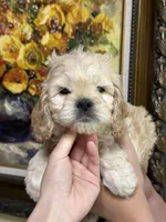 boy4, a male Cockapoo for sale in Seattle, WA – 3 of 4
