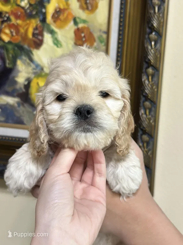 boy4 – Cockapoo puppy for sale in Seattle, WA