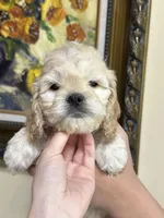 boy4, a male Cockapoo for sale in Seattle, WA – 1 of 4