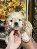 boy4, a male Cockapoo for sale in Seattle, WA – 4 of 4