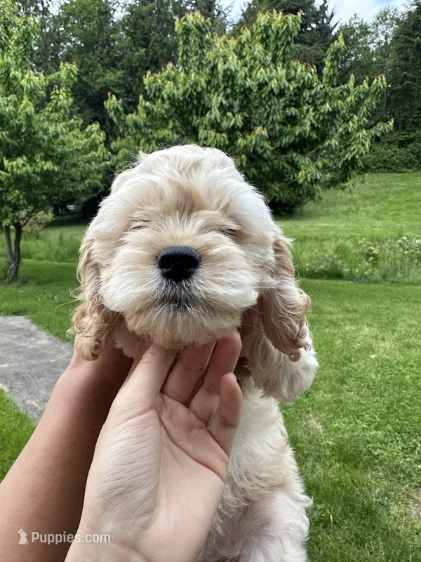boy3 – Cockapoo puppy for sale in Seattle, WA