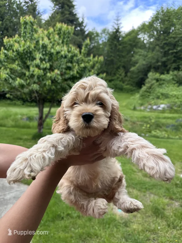 girl2 – Cockapoo puppy for sale in Seattle, WA
