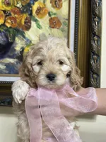 girl1, a female Cockapoo for sale in Seattle, WA – 5 of 5