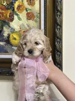 girl1, a female Cockapoo for sale in Seattle, WA – 4 of 5