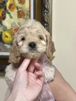 girl1, a female Cockapoo for sale in Seattle, WA – 3 of 5
