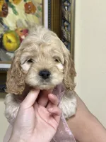 girl1, a female Cockapoo for sale in Seattle, WA – 2 of 5