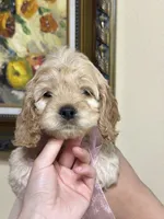 girl1, a female Cockapoo for sale in Seattle, WA – 1 of 5