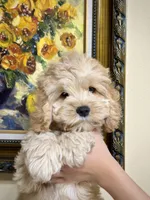 Girl1, a female Cockapoo for sale in Seattle, WA – Photo 2 of 5