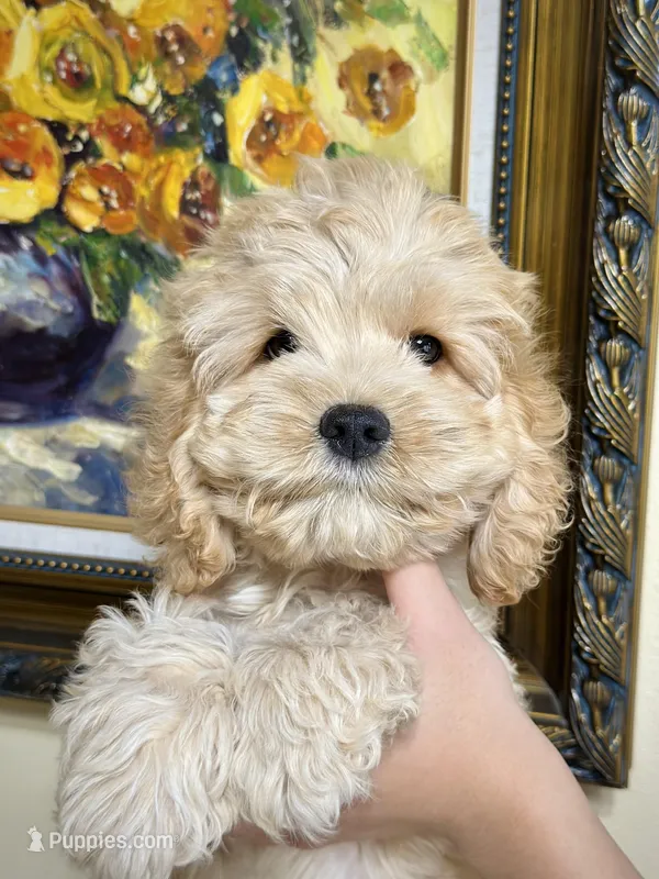 Girl1, a female Cockapoo for sale in Seattle, WA – Photo 1 of 5