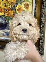 Girl1, a female Cockapoo for sale in Seattle, WA – Photo 1 of 5