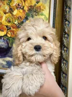 Girl1, a female Cockapoo for sale in Seattle, WA – Photo 4 of 5