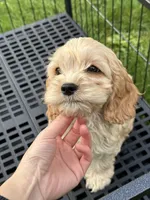 girl1, a female Cockapoo for sale in Seattle, WA – Photo 2 of 5