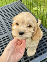 girl1, a female Cockapoo for sale in Seattle, WA – Photo 5 of 5