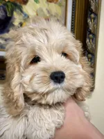 Girl1, a female Cockapoo for sale in Seattle, WA – Photo 3 of 5