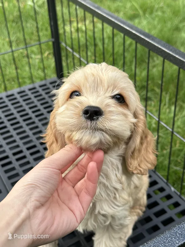 girl1, a female Cockapoo for sale in Seattle, WA – Photo 1 of 5